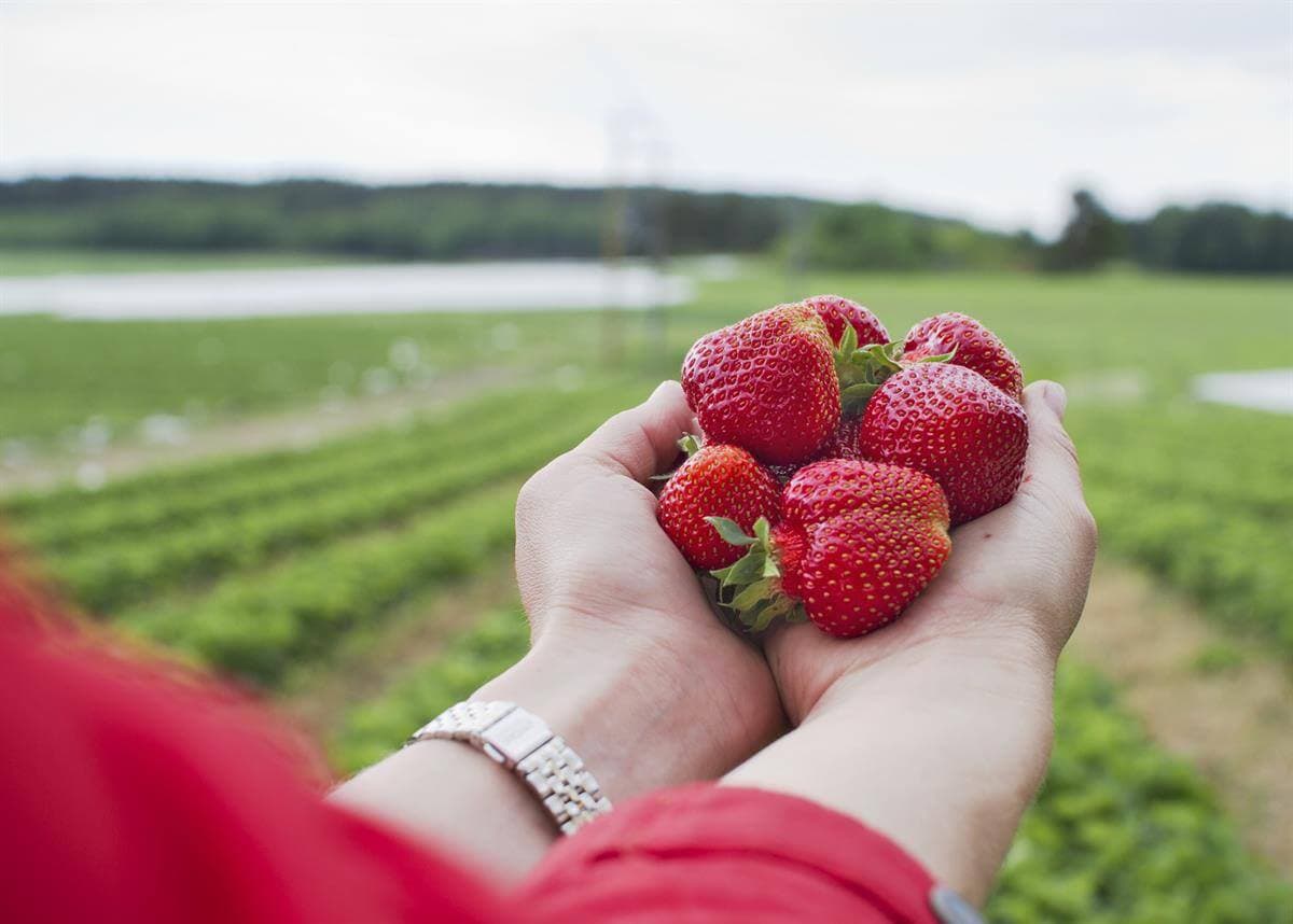 Tunnelmia mansikkapellolta