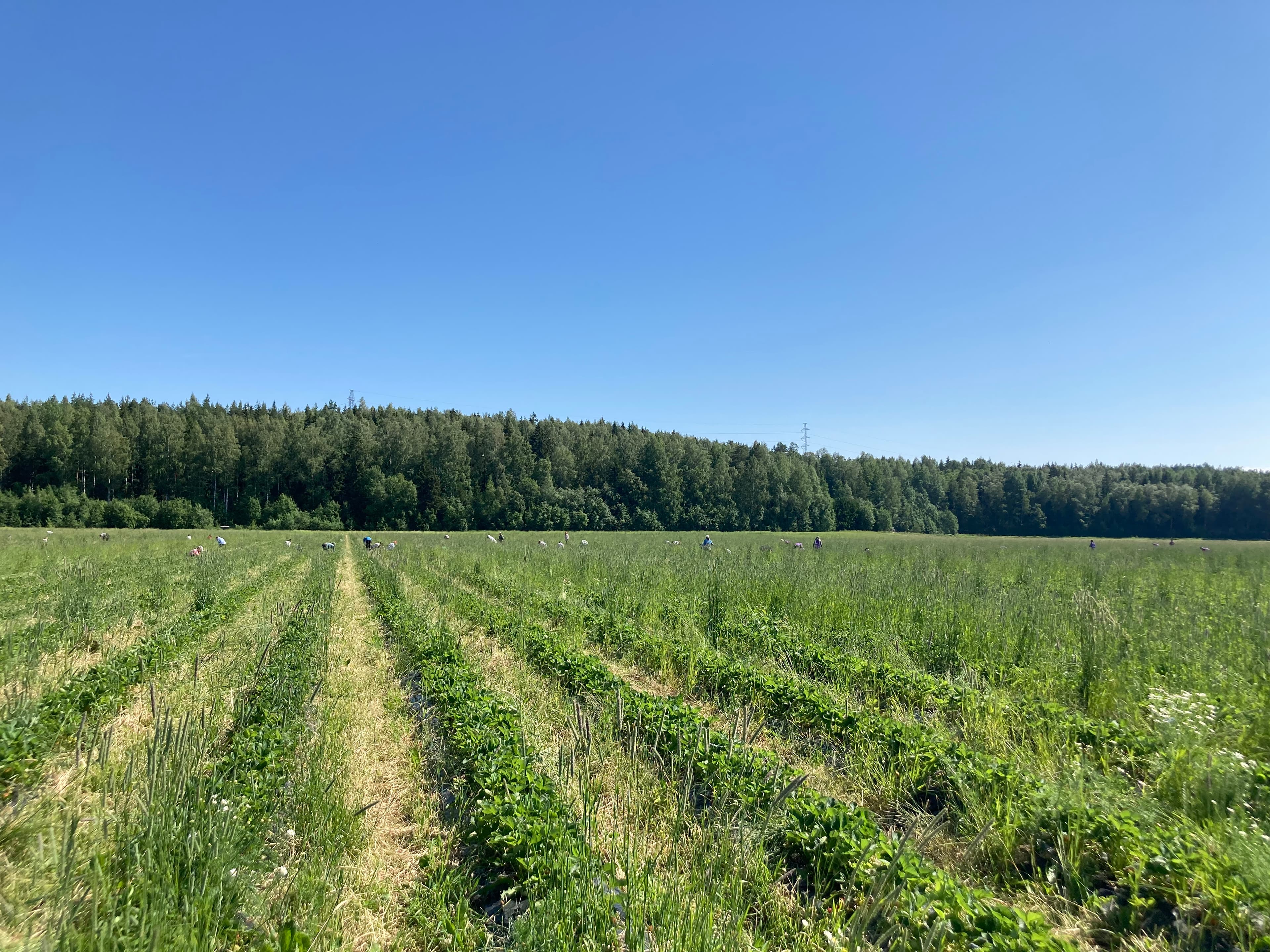 Tunnelmia mansikkapellolta